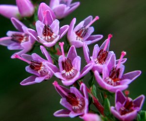 Calluna — Esențe florale