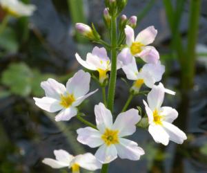 Hottonia — Esențe florale