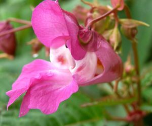 Impatiens — Esențe florale