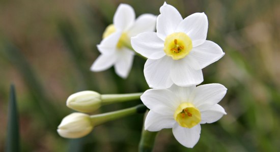floare-sagetator